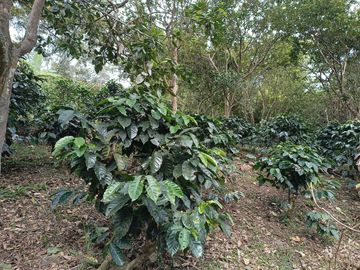 FINCA EN VENTA EN FUSAGASUGÁ