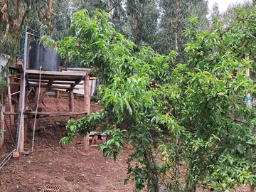 CASA EN VENTA CON ARBOLES FRUTALES Y CANCHON