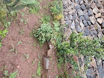 TERRENO EN VENTA EN SAYLLA CON ARBOLES FRUTALES