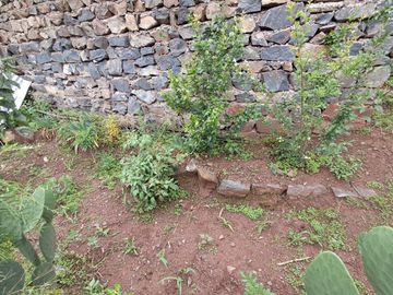 TERRENO EN VENTA EN SAYLLA CON ARBOLES FRUTALES