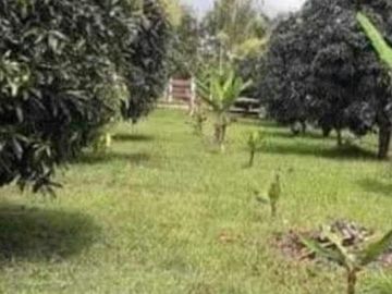 Scenic Farm Lot for Sale in Don Salvador Benedicto, San Carlos ID 14937