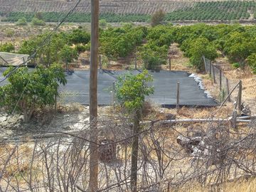 Petorca, parcela 1400 paltos Hass en producción