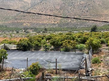 Petorca, parcela 1400 paltos Hass en producción