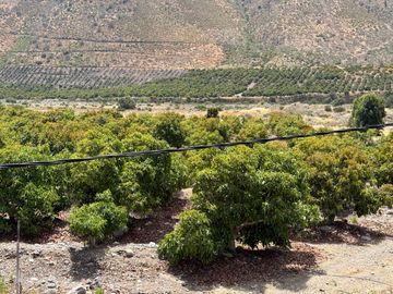 Petorca, parcela 1400 paltos Hass en producción