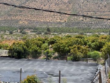 Petorca, parcela 1400 paltos Hass en producción