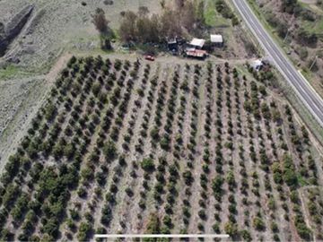 Petorca, parcela 1400 paltos Hass en producción