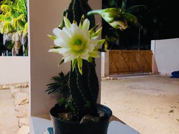 CASA ESTILO MEDITERRANEO EN TELCHAC PUERTO