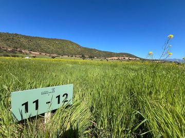 ¡Nuevas parcelas desde 5.000 m² en María Pinto a solo 25 minutos de Melipilla! Terrenos planos y con topografía diversa