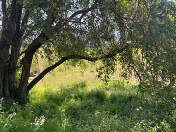 ¡Nuevas parcelas desde 5.000 m² en María Pinto a solo 25 minutos de Melipilla! Terrenos planos y con topografía diversa