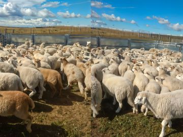 Campo en Tierra del Fuego, Estancia Indiana con 2000 hectáreas - Región de Magallanes