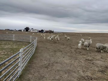 Campo en Tierra del Fuego, Estancia Indiana con 2000 hectáreas - Región de Magallanes