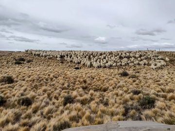 Campo en Tierra del Fuego, Estancia Indiana con 2000 hectáreas - Región de Magallanes