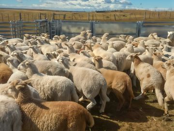 Campo en Tierra del Fuego, Estancia Indiana con 2000 hectáreas - Región de Magallanes
