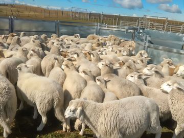 Campo en Tierra del Fuego, Estancia Indiana con 2000 hectáreas - Región de Magallanes