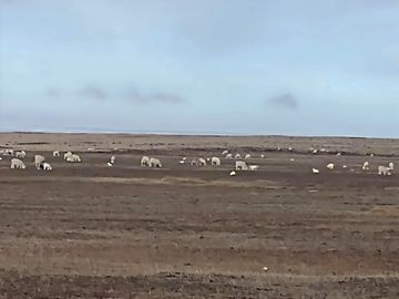 Campo en Tierra del Fuego, Estancia Indiana con 2000 hectáreas - Región de Magallanes