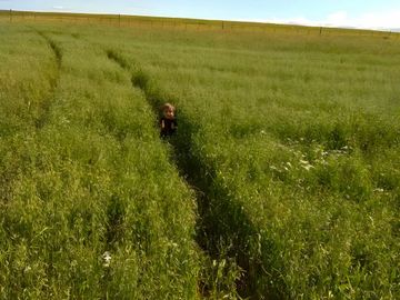Campo en Tierra del Fuego, Estancia Indiana con 2000 hectáreas - Región de Magallanes