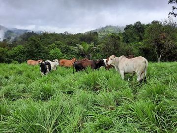 SE VENDE DE OPORTUNIDAD HERMOSA HACIENDA GANADERA EN PRODUCCIÓN 246,37 HAS. ALLURIQUIN – SANTO DOMINGO - ECUADOR