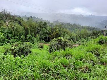 SE VENDE DE OPORTUNIDAD HERMOSA HACIENDA GANADERA EN PRODUCCIÓN 246,37 HAS. ALLURIQUIN – SANTO DOMINGO - ECUADOR