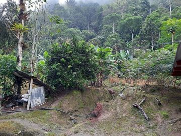 SE VENDE DE OPORTUNIDAD HERMOSA HACIENDA GANADERA EN PRODUCCIÓN 246,37 HAS. ALLURIQUIN – SANTO DOMINGO - ECUADOR
