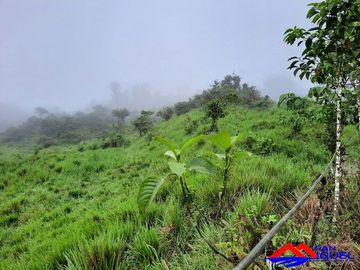 SE VENDE DE OPORTUNIDAD HERMOSA HACIENDA GANADERA EN PRODUCCIÓN 246,37 HAS. ALLURIQUIN – SANTO DOMINGO - ECUADOR