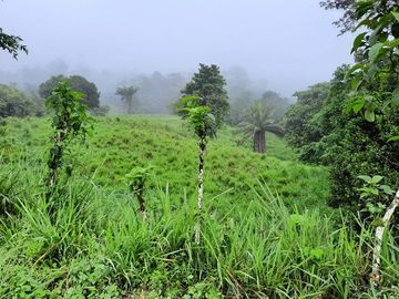 SE VENDE DE OPORTUNIDAD HERMOSA HACIENDA GANADERA EN PRODUCCIÓN 246,37 HAS. ALLURIQUIN – SANTO DOMINGO - ECUADOR