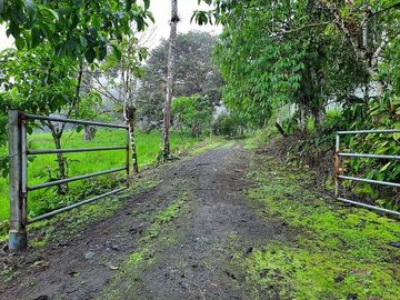 SE VENDE DE OPORTUNIDAD HERMOSA HACIENDA GANADERA EN PRODUCCIÓN 246,37 HAS. ALLURIQUIN – SANTO DOMINGO - ECUADOR