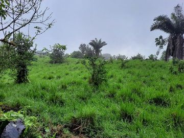 SE VENDE DE OPORTUNIDAD HERMOSA HACIENDA GANADERA EN PRODUCCIÓN 246,37 HAS. ALLURIQUIN – SANTO DOMINGO - ECUADOR