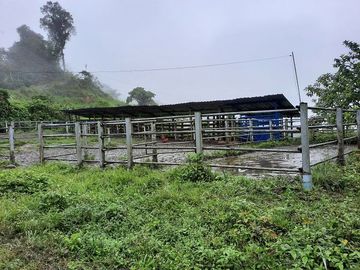 SE VENDE DE OPORTUNIDAD HERMOSA HACIENDA GANADERA EN PRODUCCIÓN 246,37 HAS. ALLURIQUIN – SANTO DOMINGO - ECUADOR