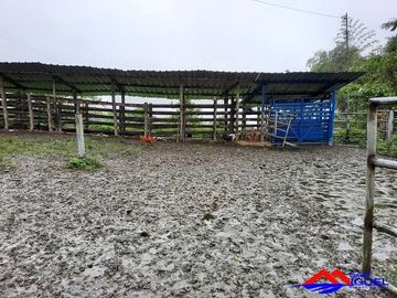 SE VENDE DE OPORTUNIDAD HERMOSA HACIENDA GANADERA EN PRODUCCIÓN 246,37 HAS. ALLURIQUIN – SANTO DOMINGO - ECUADOR