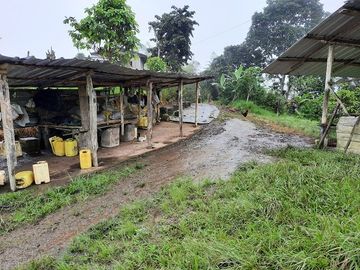SE VENDE DE OPORTUNIDAD HERMOSA HACIENDA GANADERA EN PRODUCCIÓN 246,37 HAS. ALLURIQUIN – SANTO DOMINGO - ECUADOR