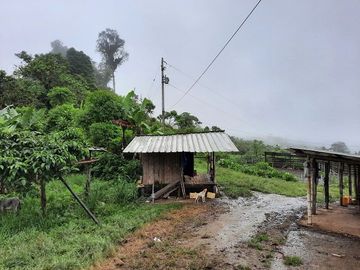 SE VENDE DE OPORTUNIDAD HERMOSA HACIENDA GANADERA EN PRODUCCIÓN 246,37 HAS. ALLURIQUIN – SANTO DOMINGO - ECUADOR