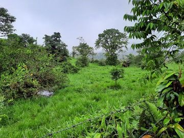 SE VENDE DE OPORTUNIDAD HERMOSA HACIENDA GANADERA EN PRODUCCIÓN 246,37 HAS. ALLURIQUIN – SANTO DOMINGO - ECUADOR