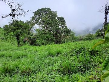 SE VENDE DE OPORTUNIDAD HERMOSA HACIENDA GANADERA EN PRODUCCIÓN 246,37 HAS. ALLURIQUIN – SANTO DOMINGO - ECUADOR