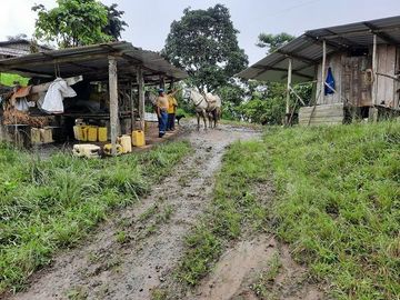 SE VENDE DE OPORTUNIDAD HERMOSA HACIENDA GANADERA EN PRODUCCIÓN 246,37 HAS. ALLURIQUIN – SANTO DOMINGO - ECUADOR