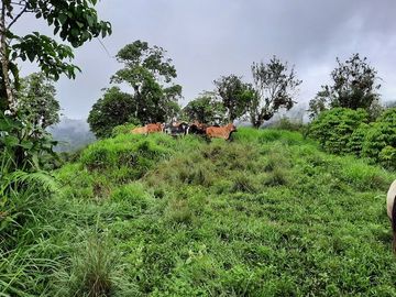 SE VENDE DE OPORTUNIDAD HERMOSA HACIENDA GANADERA EN PRODUCCIÓN 246,37 HAS. ALLURIQUIN – SANTO DOMINGO - ECUADOR