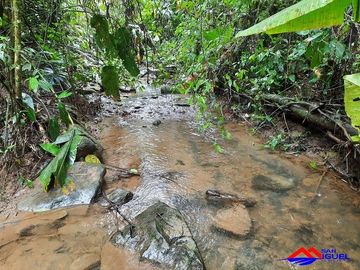 SE VENDE DE OPORTUNIDAD HERMOSA HACIENDA GANADERA EN PRODUCCIÓN 246,37 HAS. ALLURIQUIN – SANTO DOMINGO - ECUADOR