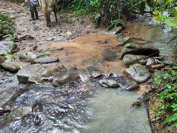 SE VENDE DE OPORTUNIDAD HERMOSA HACIENDA GANADERA EN PRODUCCIÓN 246,37 HAS. ALLURIQUIN – SANTO DOMINGO - ECUADOR