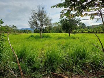 SE VENDE HERMOSA HACIENDA GANADERA 240 HAS. EN PRODUCCIÓN, Y MINA DE MATERIAL PETREO DE RÍO, ESMERALDAS - ECUADOR