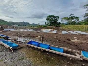 SE VENDE HERMOSA HACIENDA GANADERA 240 HAS. EN PRODUCCIÓN, Y MINA DE MATERIAL PETREO DE RÍO, ESMERALDAS - ECUADOR