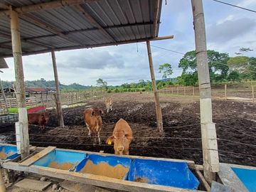 SE VENDE HERMOSA HACIENDA GANADERA 240 HAS. EN PRODUCCIÓN, Y MINA DE MATERIAL PETREO DE RÍO, ESMERALDAS - ECUADOR
