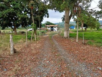 SE VENDE HERMOSA HACIENDA GANADERA 240 HAS. EN PRODUCCIÓN, Y MINA DE MATERIAL PETREO DE RÍO, ESMERALDAS - ECUADOR
