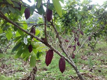 SE VENDE DE OPORTUNIDAD FINCA AGRÍCOLA EN PRODUCCIÓN 101 HAS.  DURENO - LAGO AGRIO - SUCUMBIOS - ECUADOR