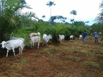 SE VENDE DE OPORTUNIDAD FINCA AGRÍCOLA EN PRODUCCIÓN 101 HAS.  DURENO - LAGO AGRIO - SUCUMBIOS - ECUADOR