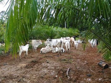 SE VENDE DE OPORTUNIDAD FINCA AGRÍCOLA EN PRODUCCIÓN 101 HAS.  DURENO - LAGO AGRIO - SUCUMBIOS - ECUADOR