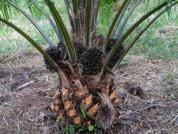 SE VENDE DE OPORTUNIDAD FINCA AGRÍCOLA EN PRODUCCIÓN 101 HAS.  DURENO - LAGO AGRIO - SUCUMBIOS - ECUADOR