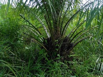 SE VENDE DE OPORTUNIDAD FINCA AGRÍCOLA EN PRODUCCIÓN 101 HAS.  DURENO - LAGO AGRIO - SUCUMBIOS - ECUADOR