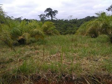 SE VENDE DE OPORTUNIDAD FINCA AGRÍCOLA EN PRODUCCIÓN 101 HAS.  DURENO - LAGO AGRIO - SUCUMBIOS - ECUADOR