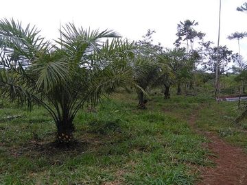 SE VENDE DE OPORTUNIDAD FINCA AGRÍCOLA EN PRODUCCIÓN 101 HAS.  DURENO - LAGO AGRIO - SUCUMBIOS - ECUADOR