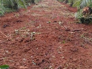SE VENDE DE OPORTUNIDAD FINCA AGRÍCOLA EN PRODUCCIÓN 101 HAS.  DURENO - LAGO AGRIO - SUCUMBIOS - ECUADOR
