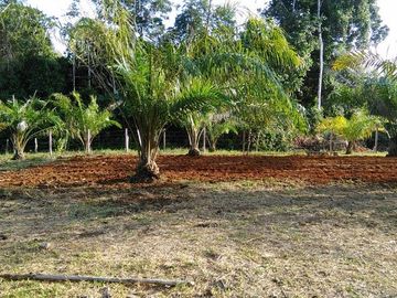 SE VENDE DE OPORTUNIDAD FINCA AGRÍCOLA EN PRODUCCIÓN 101 HAS.  DURENO - LAGO AGRIO - SUCUMBIOS - ECUADOR